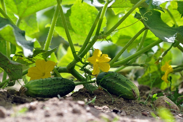 Eten uit eigen moestuin: tips voor beginners