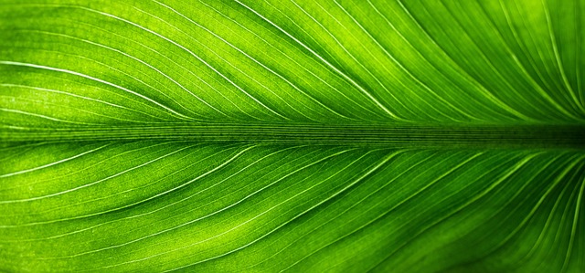 De groene weg naar een duurzame toekomst