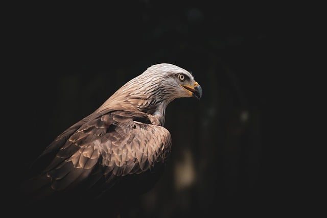 Het belang van dierenwelzijn in onze samenleving