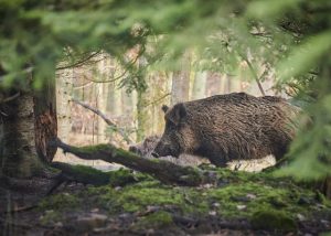 Op avontuur in de Nederlandse natuur: ontdek de wilde dieren van ons land
