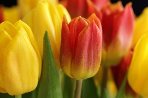 Verwondering over de diversiteit van de Nederlandse natuur